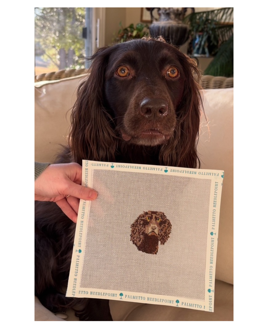 Boykin Spaniel