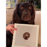 Boykin Spaniel